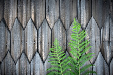 Green Fern Leaves On Old Wooden House Wall Background