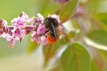 Red-tailed Bumblebee On Oregano Flower