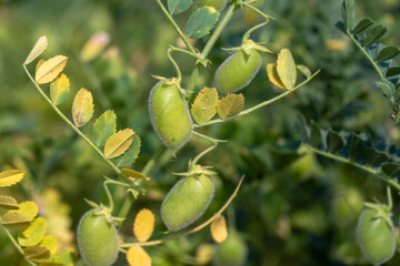 Wall Mural - Green pod chickpea. Green chickpeas in pod. Chickpea plant detail growing on the field. Green pod chickpea (yesil nohut) is a popular snack in Turkey.