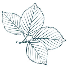 Elm Branch With Four Leaves Isolated On White Background. Simple Sketch, Outline Vector Illustration.