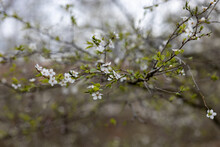 White Flowers Of Flowering Alyssum On The Branch In Spring..