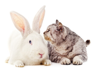 Wall Mural - White rabbit and gray cat.