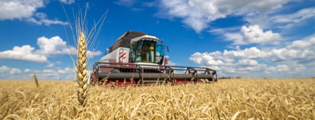 Wall Mural - An ear of wheat on the background of a working combine harvester. Combine harvester working on a wheat field. Seasonal harvesting the wheat. Agriculture.