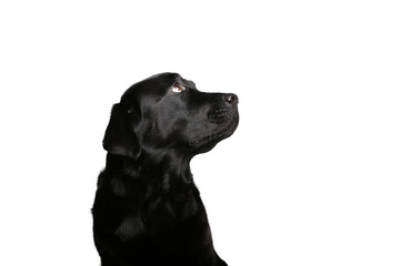 Wall Mural - Beautiful dog in front of a white background