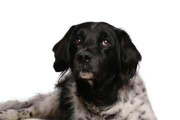 Wall Mural - Beautiful dog in front of a white background