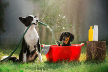 Funny Photo Pets Border Collie And Dachshund Bathing Dogs
