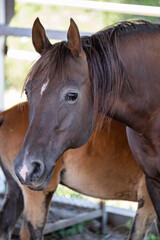 Sticker - brown horse portrait