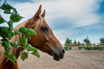 Sticker - horse in the field