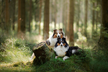 Wall Mural - two sheltie dog in the forest. Pet on the nature. tracking. Dawn, fairytale light