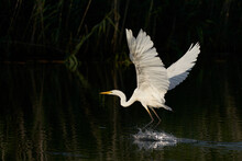Great White Egret (Ardea Alba) Flying Across A Lake At Ham Wall In Somerset, United Kingdom. 