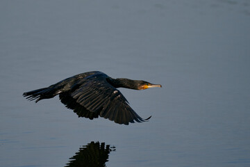 Sticker - Cormorant (Phalacrocorax carbo) flying low over a lake at Ham Wall in Somerset, United Kingdom. 