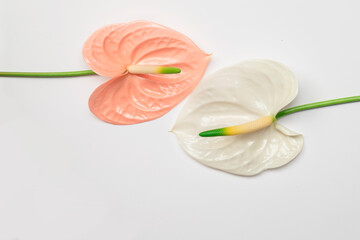 Wall Mural - Two beautiful flowers of anthurium.