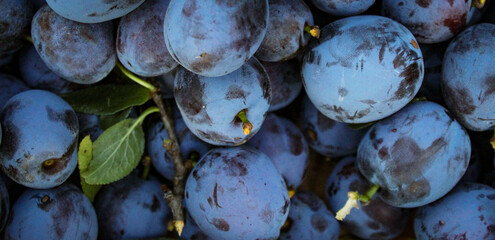 Wall Mural - Banner. Plums background. Round ripe plums after harvest.