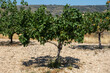 Pistachero o pistacia vera, árbol de pistachos