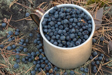 A Mug Full Of Blueberries On A Tree Stump.