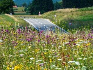 Wall Mural - road