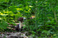 Brown White Stoat Standing Between Green Plants. Weasel Hiding In The Bushes