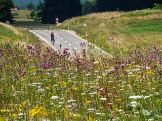 Wall Mural - road