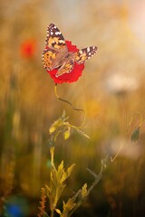 Wall Mural - Nature.