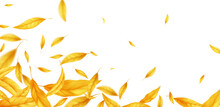 Falling Flying Autumn Leaves Background. Realistic Autumn Yellow Leaf Isolated On White Background. Fall Sale Background. Vector Illustration