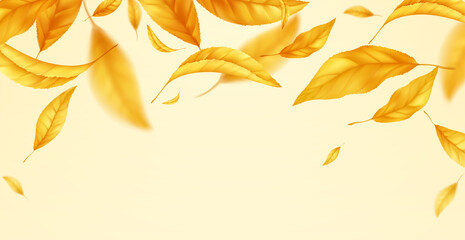 Wall Mural - Falling flying autumn leaves background. Realistic autumn yellow leaf isolated on yellow background. Fall sale background. Vector illustration