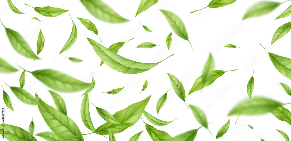 Realistic flying falling green tea leaves isolated on white background ...