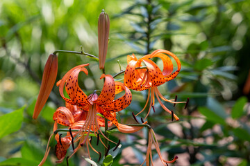 Wall Mural - close-up view of bright orange spotted tiger lily flowers (lilium lancifolium) blooming in a sunny o