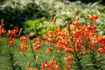 Wall Mural - close-up view of bright orange spotted tiger lily flowers (lilium lancifolium) blooming in a sunny o
