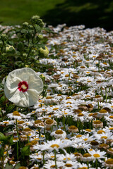 Wall Mural - Close-up view of a white swamp rose mallow flower (hibiscus moscheutos) blooming among a border of shasta daisies, in a sunny ornamental garden