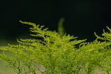 Fototapeta  - zielone polne kwiaty na czarnym tle