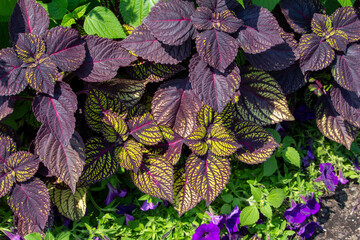 Wall Mural - close-up view of beautiful purple and yellow coleus plants (coleus scutellarioides) featured in a su