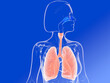 3d illustration of the inside of the nose, lungs and bronchi (ENT) of a female figure. Transparent image on blue background. Side view