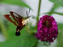 Hummingbird Moth Hovering By A Butterfly Bush