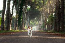 Dog On A Beautiful Path Among Trees. Jack Russell Terrier In Nature Running