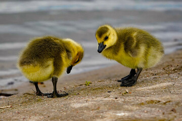 Canvas Print - ducklings on the beach