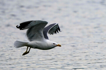 Canvas Print - seagull in flight