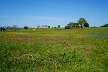 rolling hills with wildflowers near bellville, tx during spring season