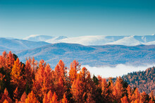 Snow-covered Mountain Peaks And Yellow Autumn Trees. Beautiful Autumn Landscape In Altai, Siberia, Russia