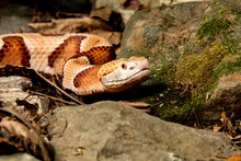 Northern Copperhead Moving