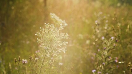 Wall Mural - Beautiful sunny floral 4k video background. Morning summer wild flowers and plants with dew water drops on petals and soft magic sunrise back sunshine through foliage. Scenic countryside meadow