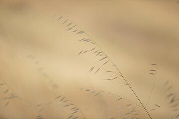 Dry wild grass at Sugarloaf Ridge State Park in Sonoma County, California.