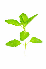 Wall Mural - Thai holy basil with isolated on white background. Thai Vegetables