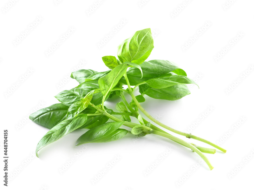 Bunch of fresh basil on white background
