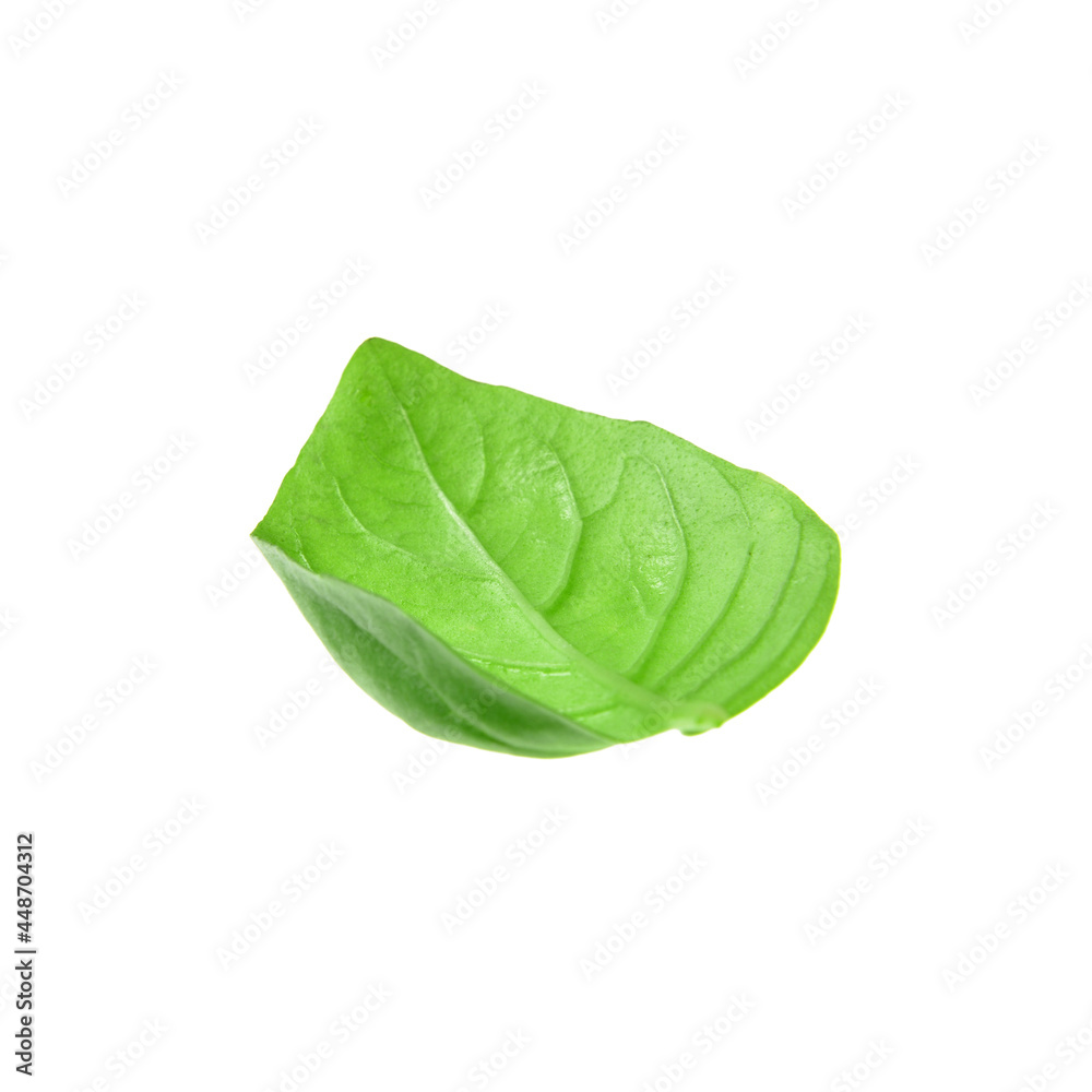 Fresh basil leaf on white background