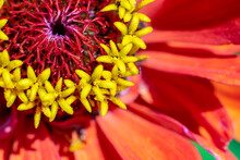 Red Flower With A Yellow Core