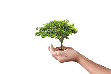 Wall Mural - Hand holding big tree isolated on white background. Environment day concept.