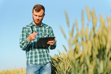 Farmer checking wheat field progress, holding tablet using internet.