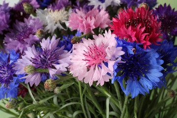 Canvas Print - Beautiful colorful cornflowers as background, closeup view