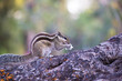 Squirrels are members of the family Sciuridae, includes small or medium-size rodents. 
 tree squirrels, ground squirrels, chipmunks, marmots, flying squirrel and prairie dogs among other rodents
