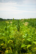 Green tobacco plantation in the field.